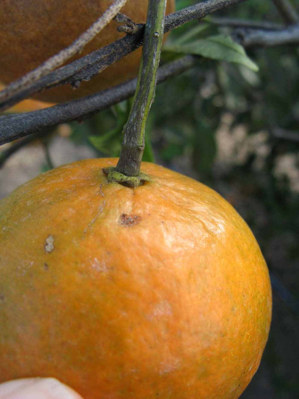            Fruit (Winter Haven, FL)   